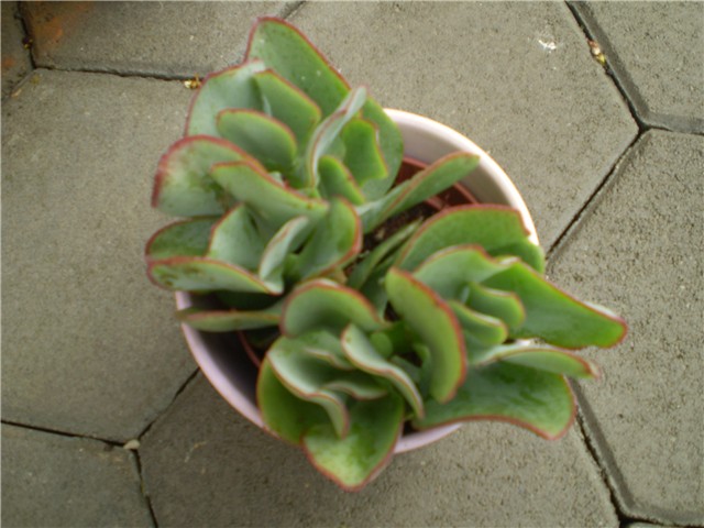 kaktus